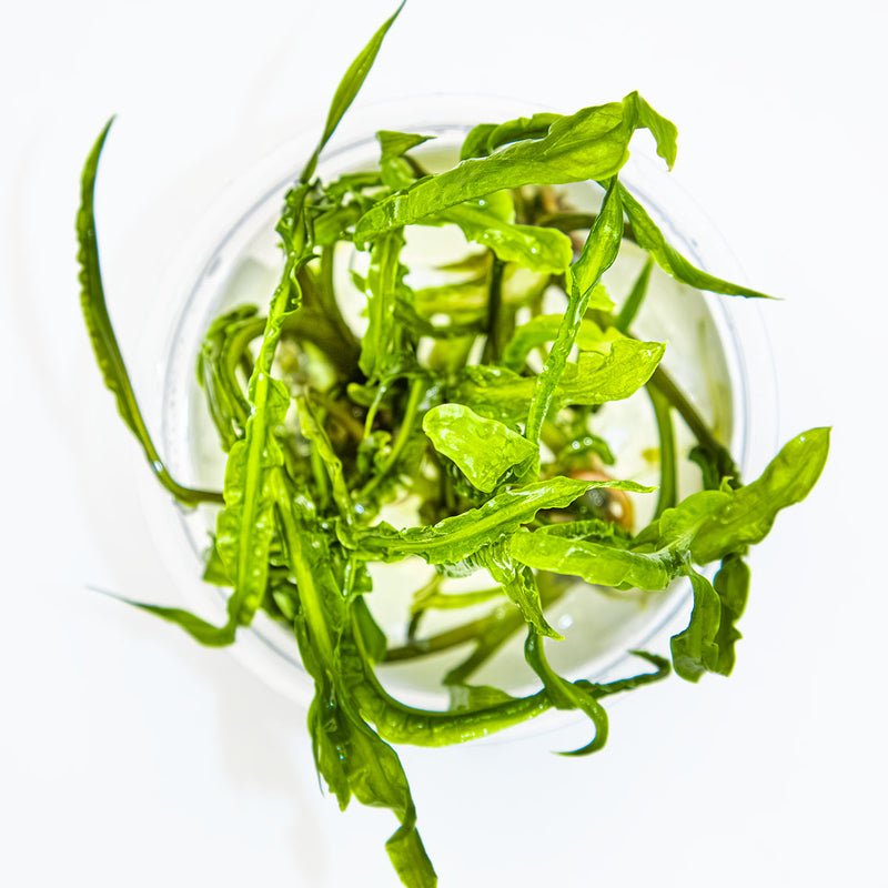 Tropica Cryptocoryne crispatula 1-2-Grow!