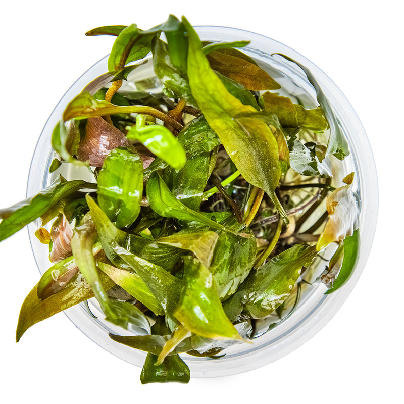 Tropica Cryptocoryne undulata 'Broad Leaf' 1-2 Grow!