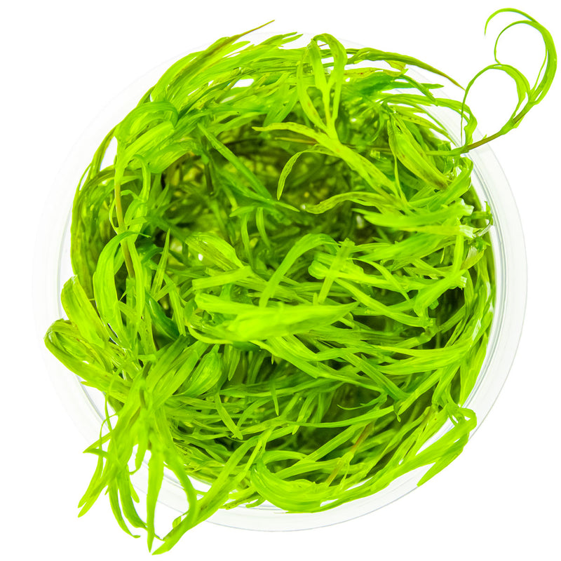 Tropica Najas guadalupensis 'Guppy Grass' 1-2 Grow!