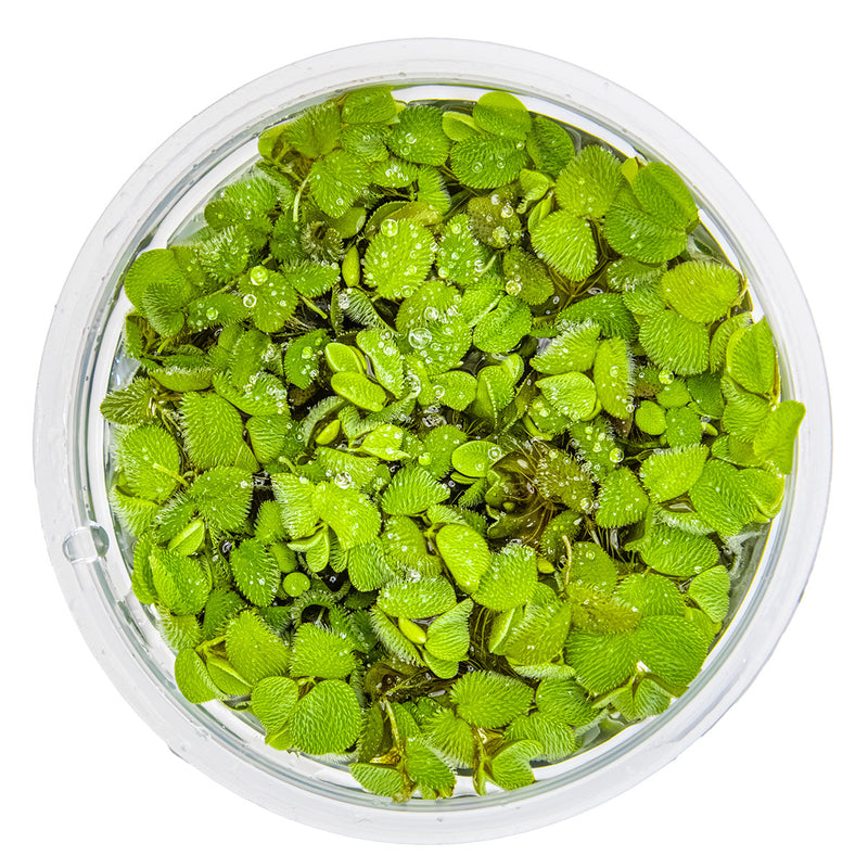 Tropica Salvinia minima 1-2 Grow!