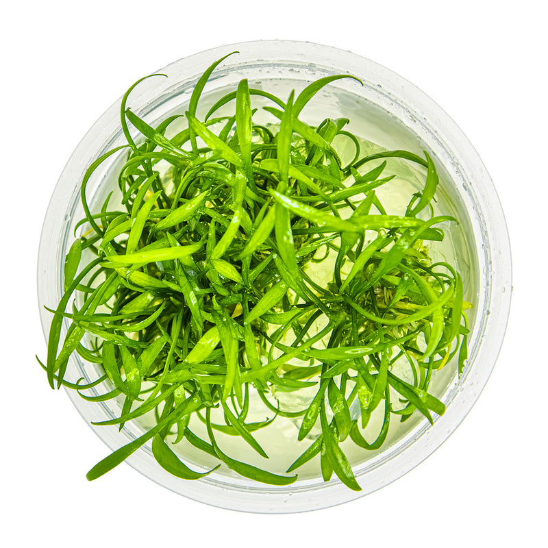 Tropica Cryptocoryne parva 1-2 Grow!