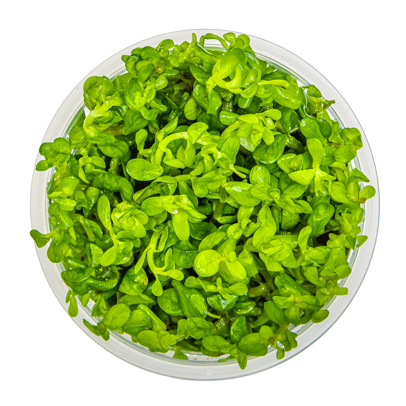 Tropica Rotala indica 'Bonsai' 1-2-Grow!