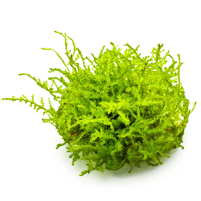 Tropica Vesicularia montagnei 'Christmas Moss' 1-2 Grow!