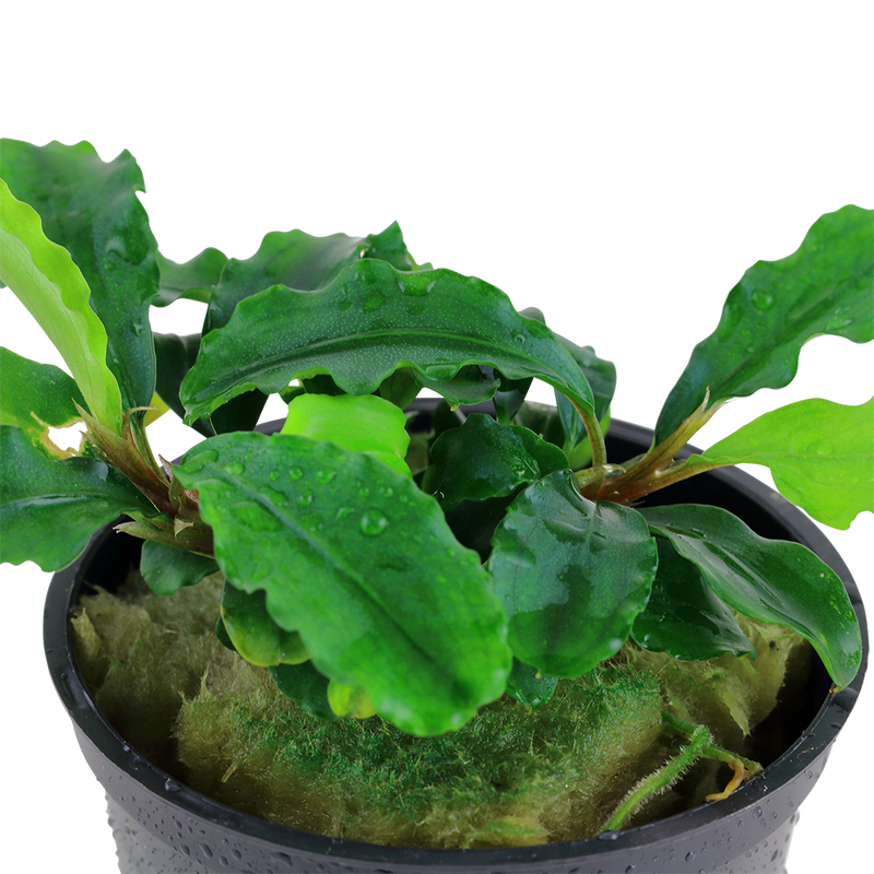 Tropica Bucephalandra pygmaea 'Bukit Kelam'
