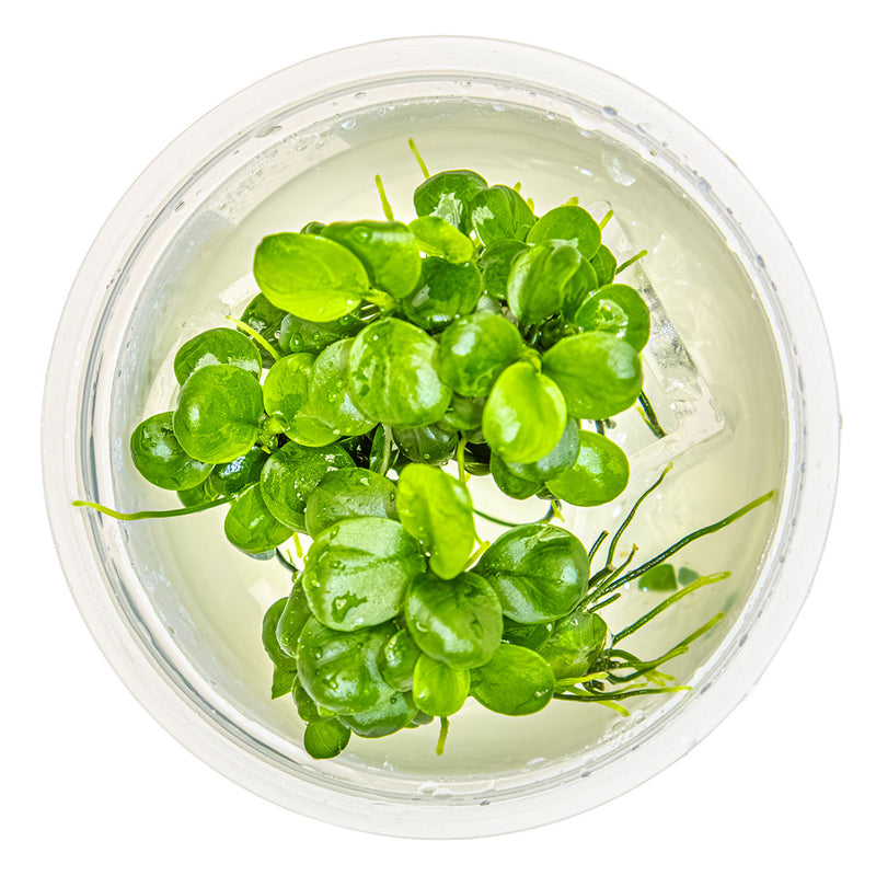 Tropica Anubias barteri 'Mini Coin' 1-2-Grow!