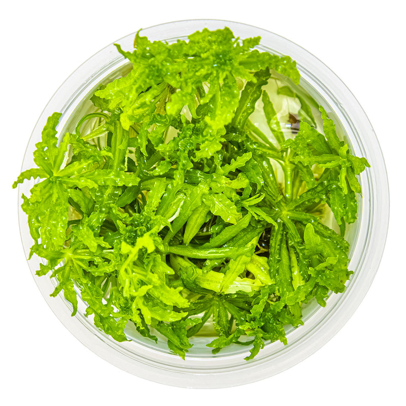 Tropica Pogostemon helferi 1-2-Grow!