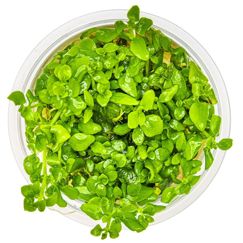 Tropica Hygrophila serpyllum 1-2-Grow!