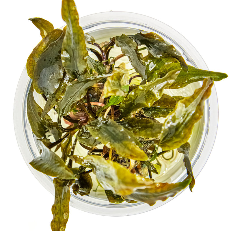Tropica Cryptocoryne wendtii 'Mi Oya' 1-2 Grow!