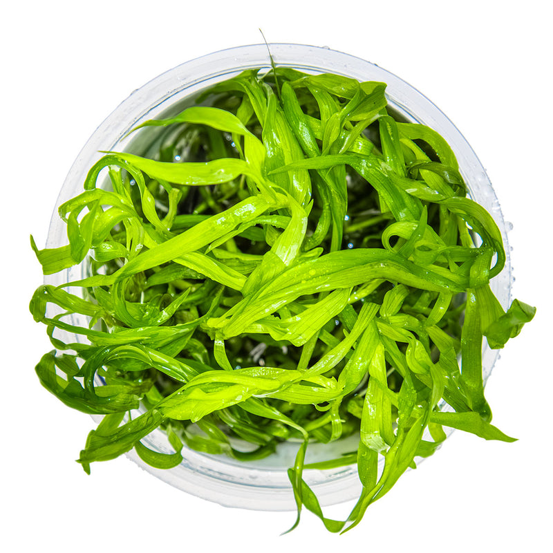Tropica Heteranthera zosterifolia 1-2-Grow!