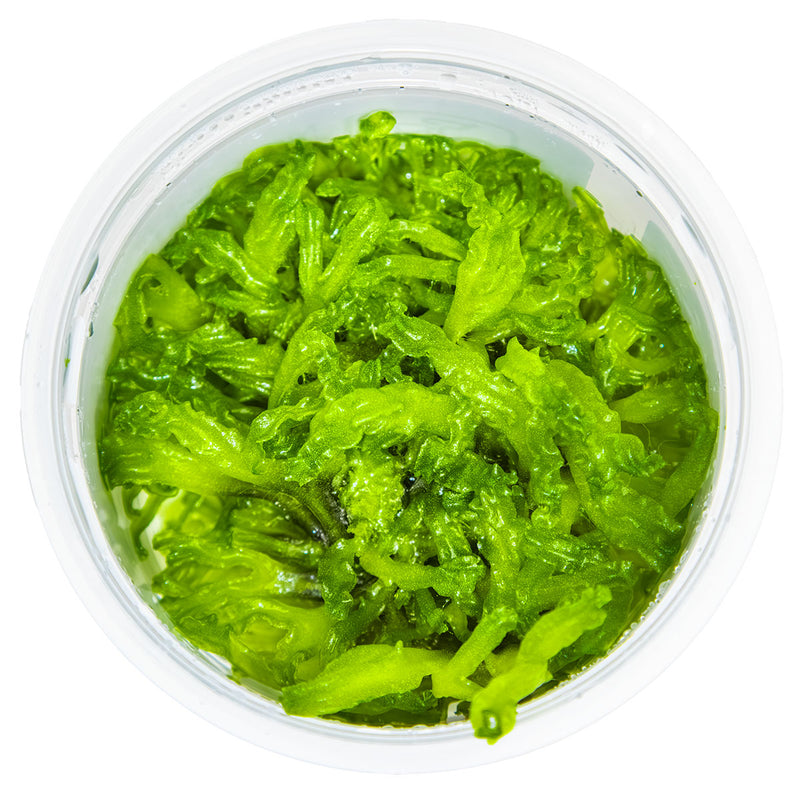 Tropica Monosolenium tenerum 1-2-Grow!