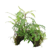 3 Gats Cocosgrot Hygrophila Pinnatifida
