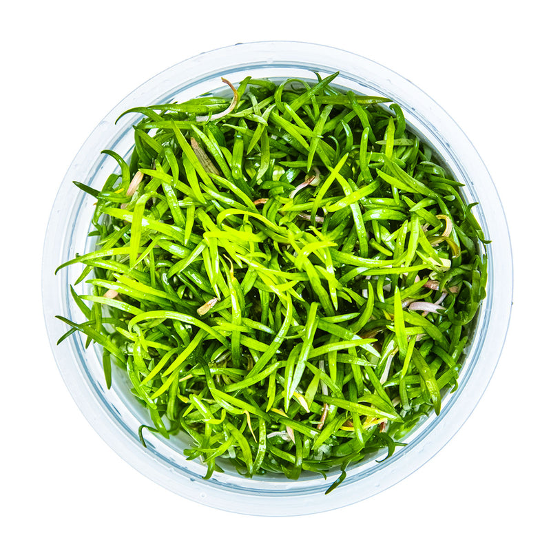 Tropica Lilaeopsis brasiliensis 1-2 Grow!