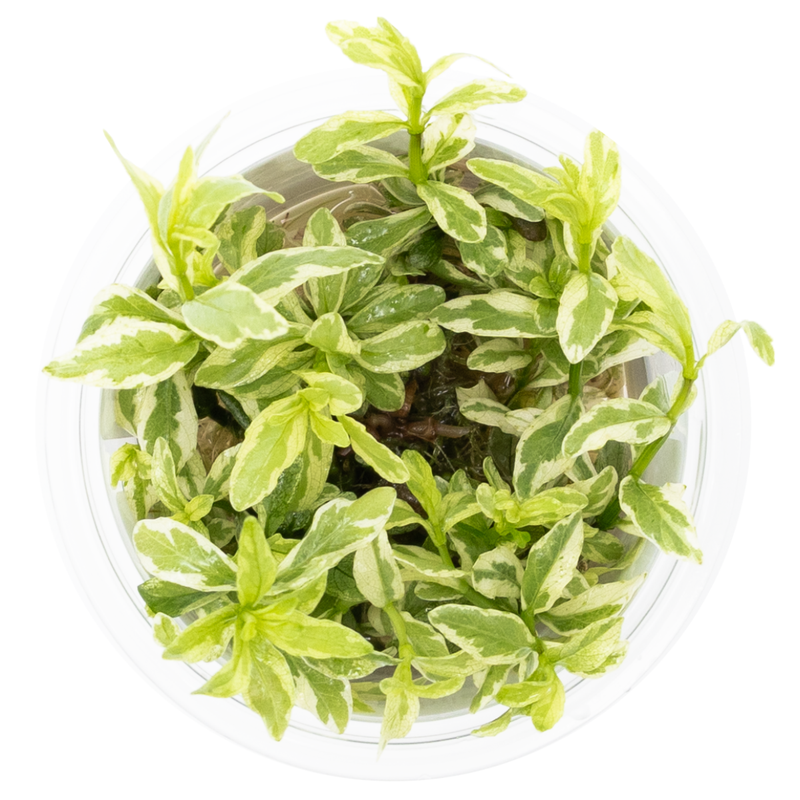Tropica Hygrophila polysperma 'White' 1-2-Grow!