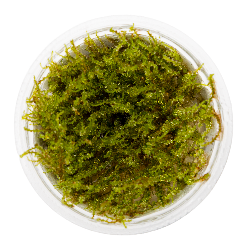Tropica Plagiomnium sp. 'Thyme Moss' 1-2-Grow!