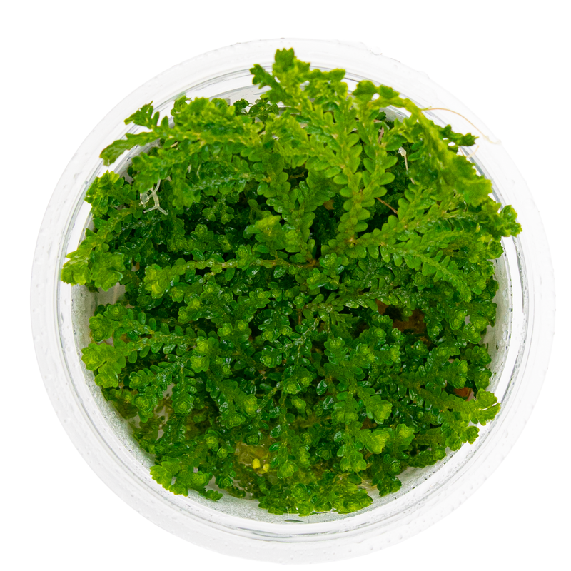Tropica Selaginella uncinata 1-2-Grow!