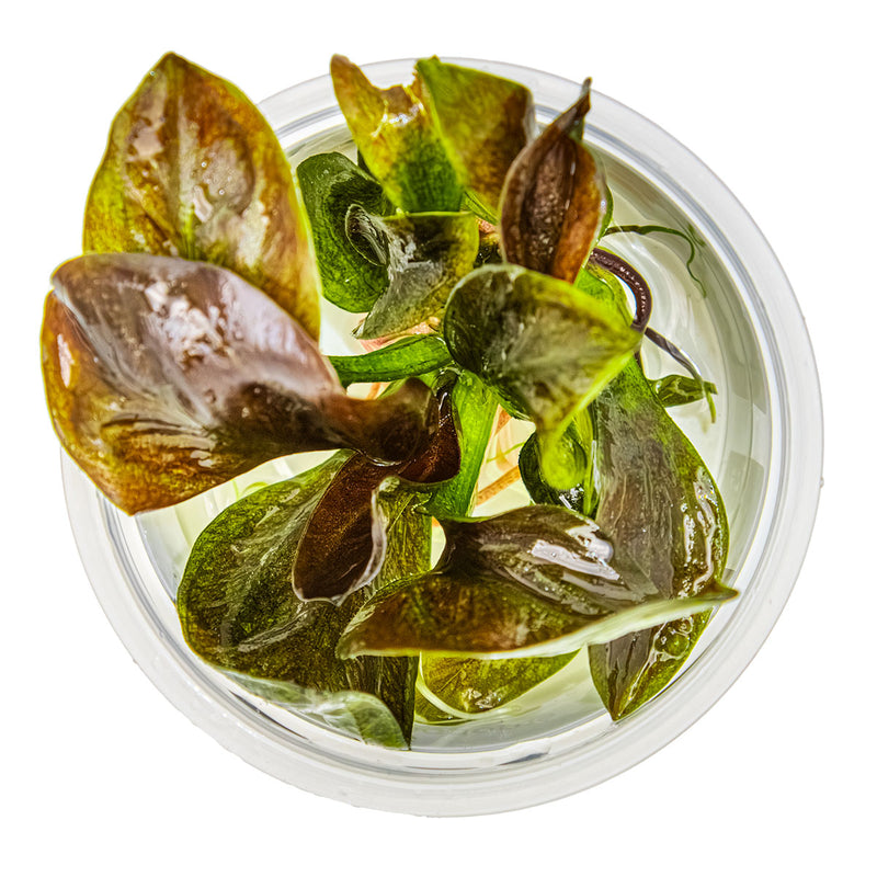 Tropica Echinodorus 'Reni' 1-2-Grow!