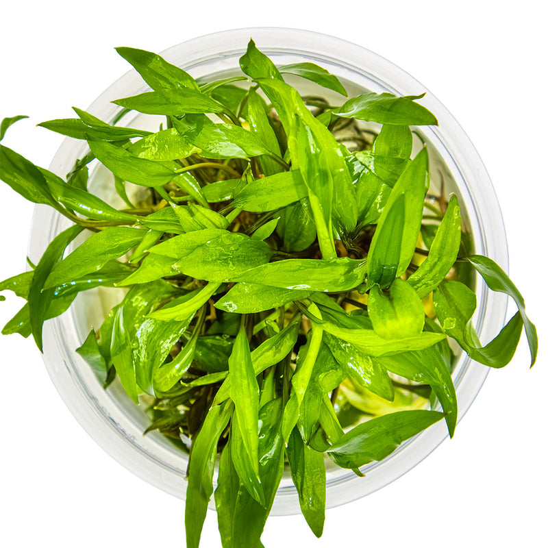 Tropica Cryptocoryne wendtii 'Green' 1-2-Grow!