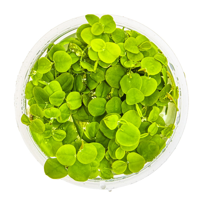 Tropica Phyllanthus fluitans 1-2-Grow!