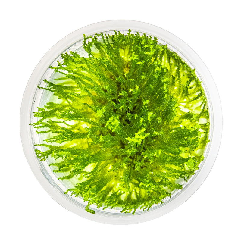 Tropica Taxiphyllum sp. 'Spiky Moss' 1-2 Grow!