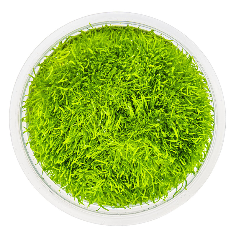 Tropica Utricularia graminifolia 1-2-Grow!
