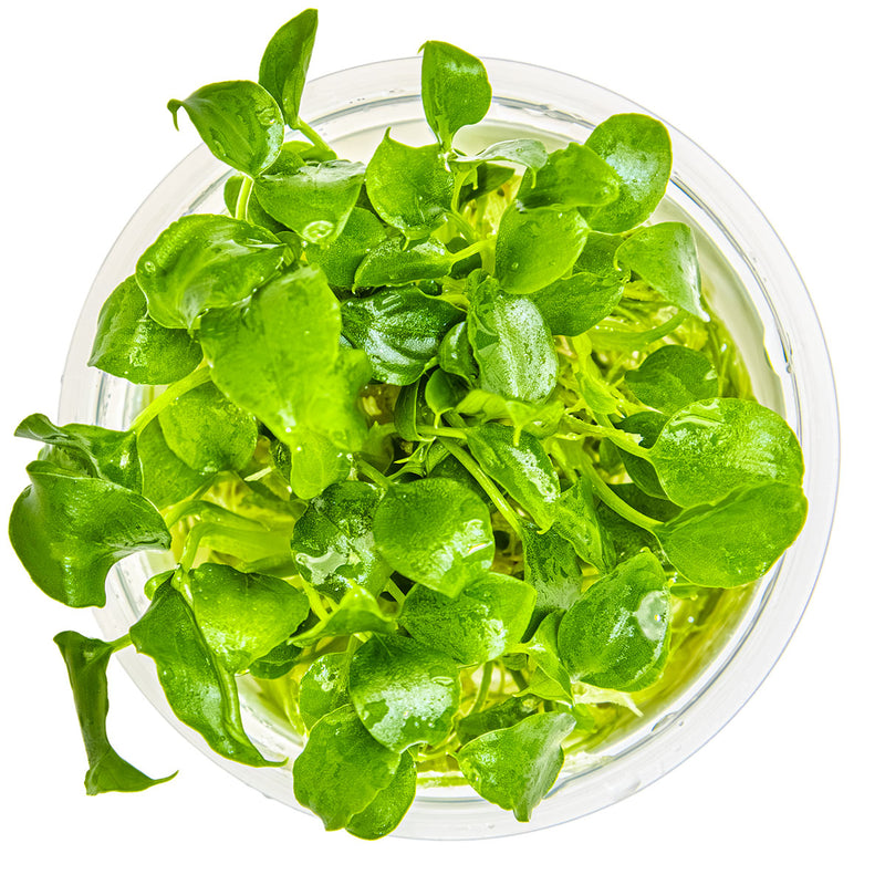 Tropica Schismatoglottis prietoi 1-2-Grow!