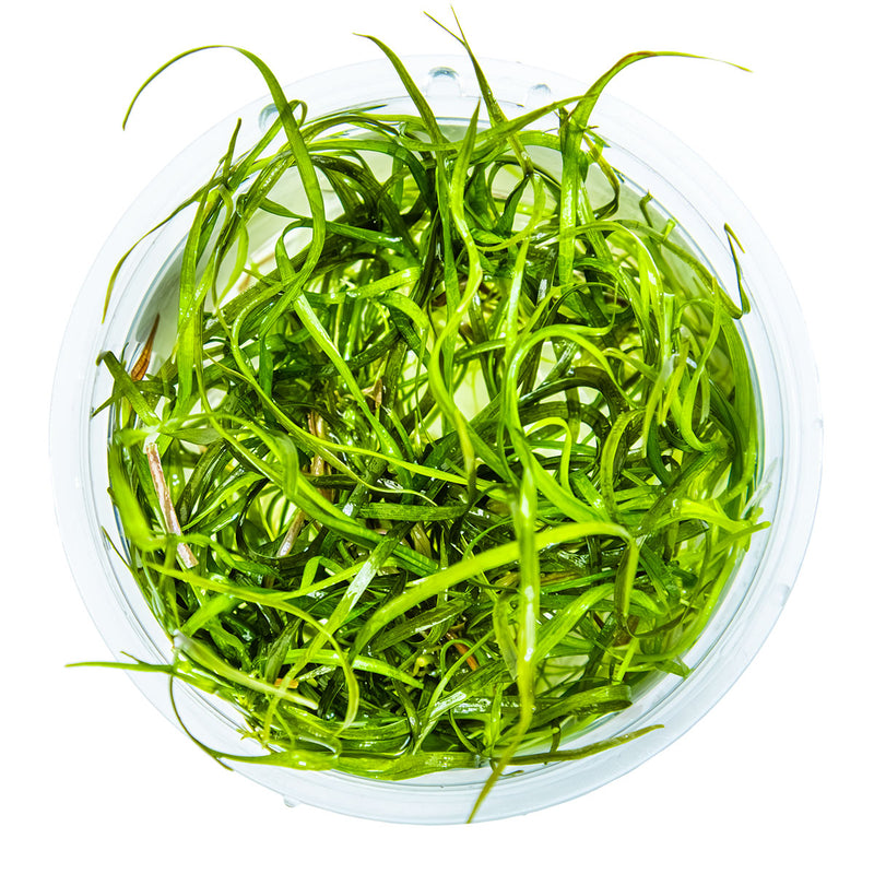 Tropica Sagittaria subulata 'Needle Leaf' 1-2-Grow!