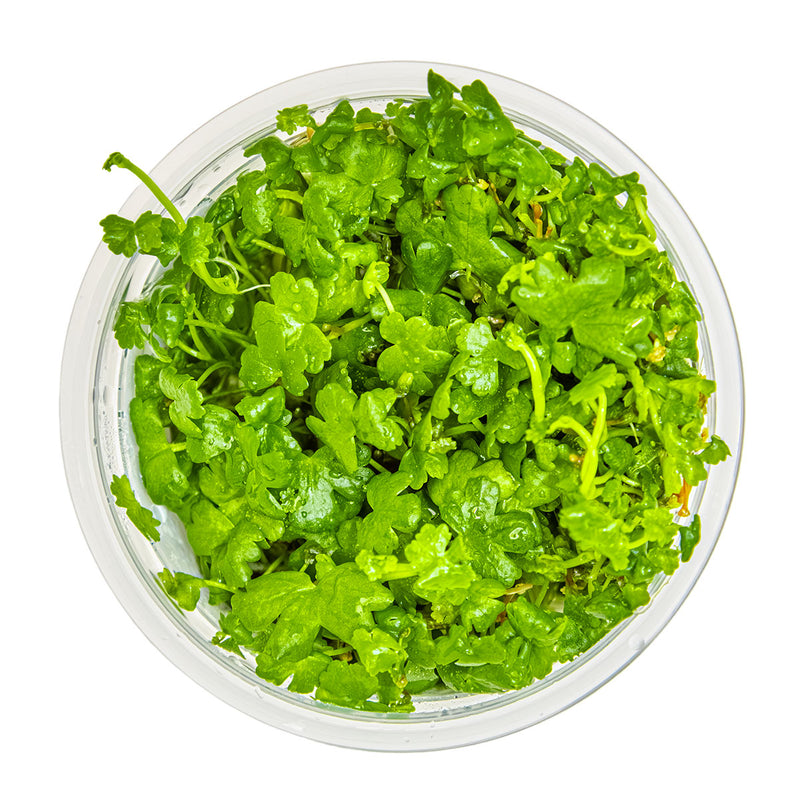 Tropica Hydrocotyle tripartita 1-2-Grow!
