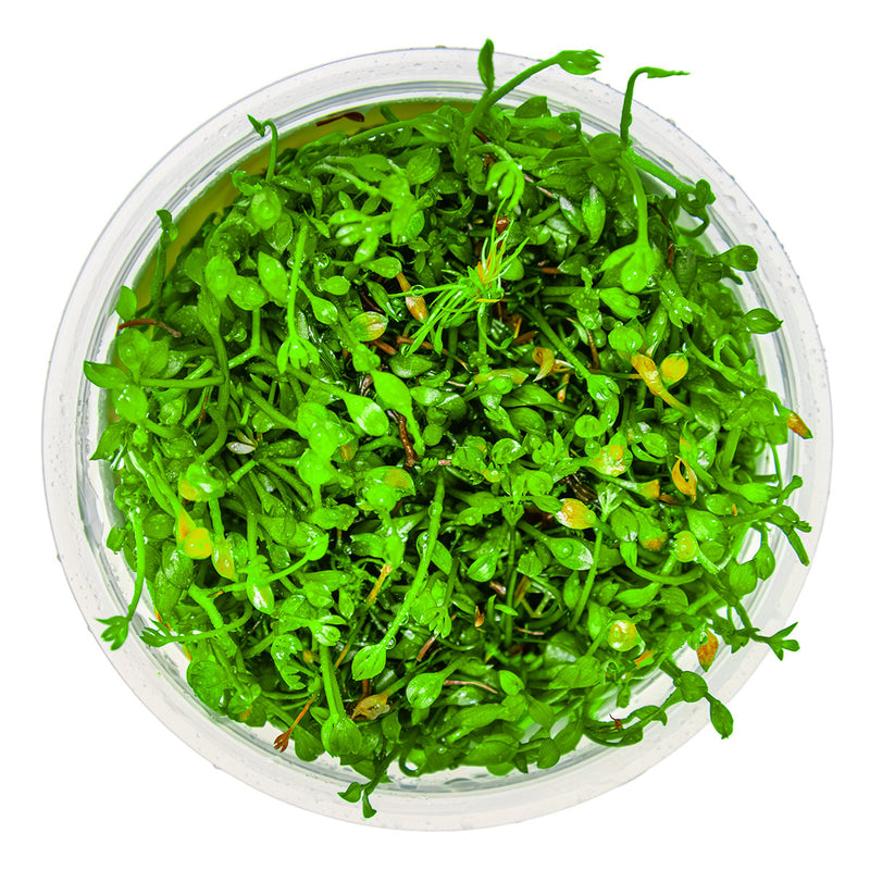 Tropica Marsilea minuta 1-2-Grow!