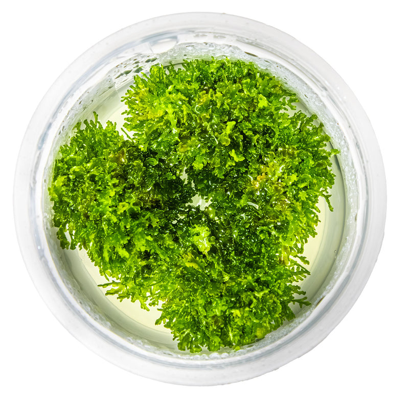 Tropica Riccardia chamedryfolia 1-2 Grow!