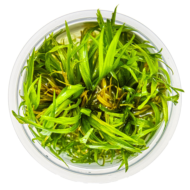 Tropica Blyxa japonica 1-2-Grow!