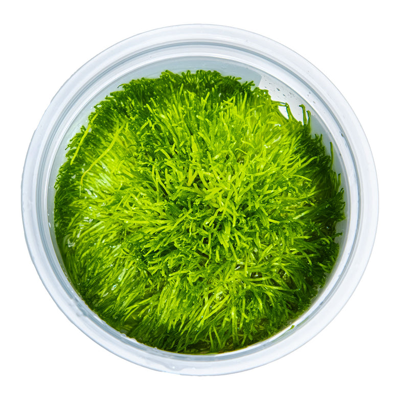 Tropica Riccia fluitans 1-2-Grow!