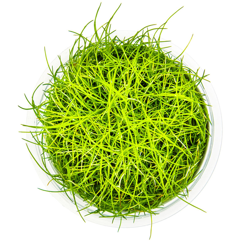 Tropica Eleocharis pusilla 'Mini' 1-2 Grow!