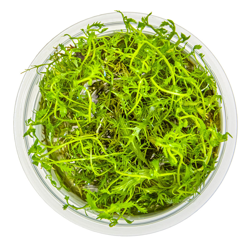 Tropica Ranunculus inundatus 1-2-Grow!