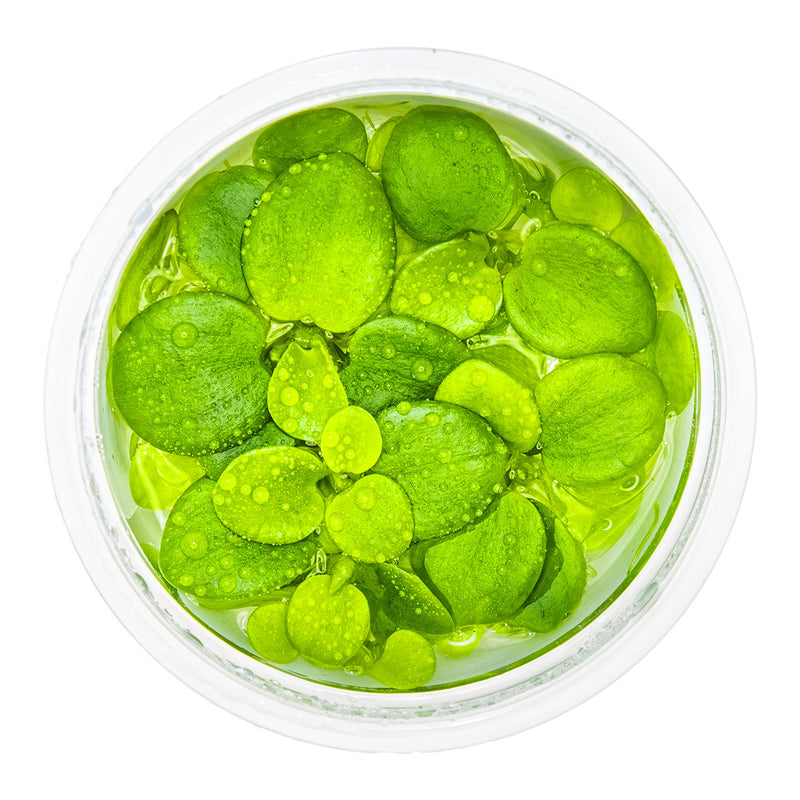 Tropica Limnobium laevigatum 1-2 Grow!