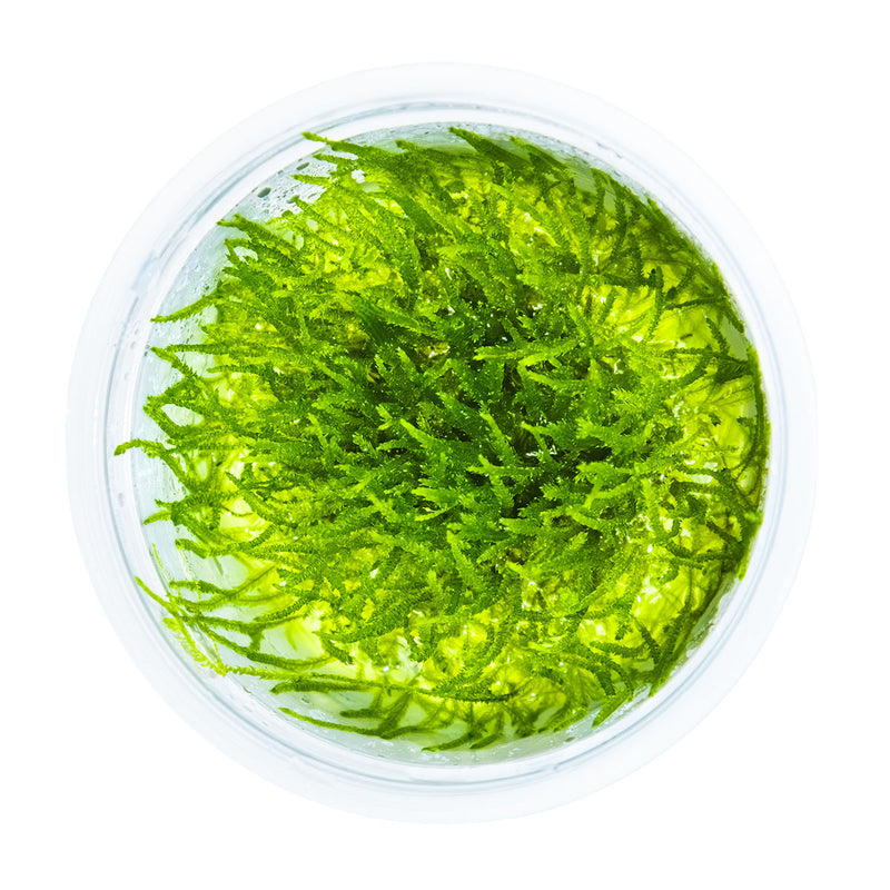 Tropica Taxiphyllum barbieri 'Bogor Moss' 1-2 Grow!
