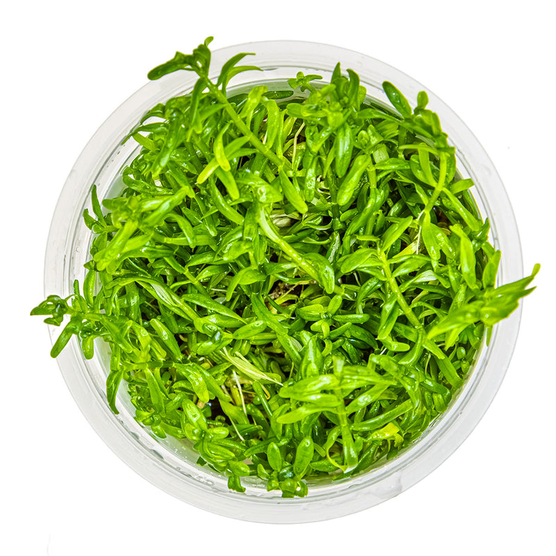 Tropica Rotala rotundifolia 'Green' 1-2-Grow!