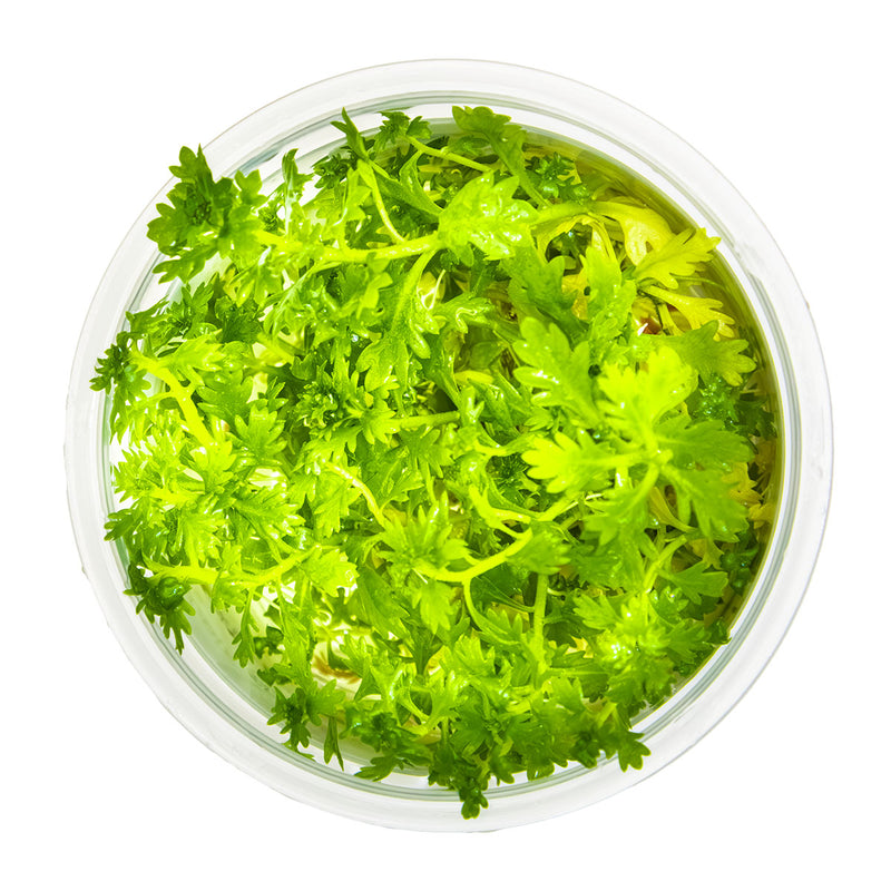 Tropica Hottonia palustris 1-2-Grow!
