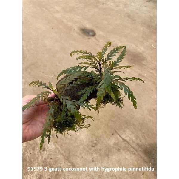 3 Gats Cocosgrot Hygrophila Pinnatifida