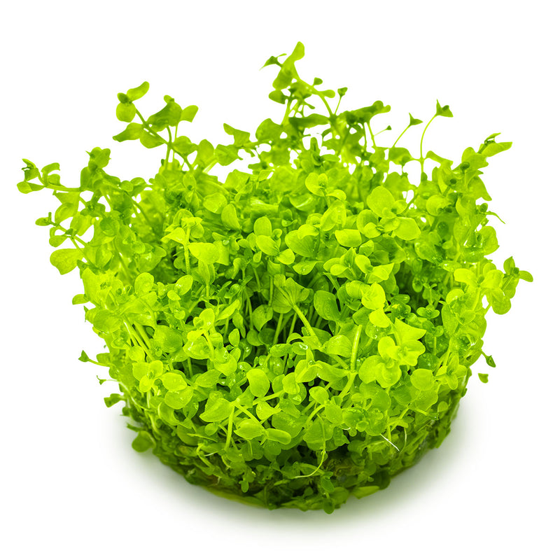 Tropica Micranthemum tweediei 'Monte Carlo' 1-2 Grow!