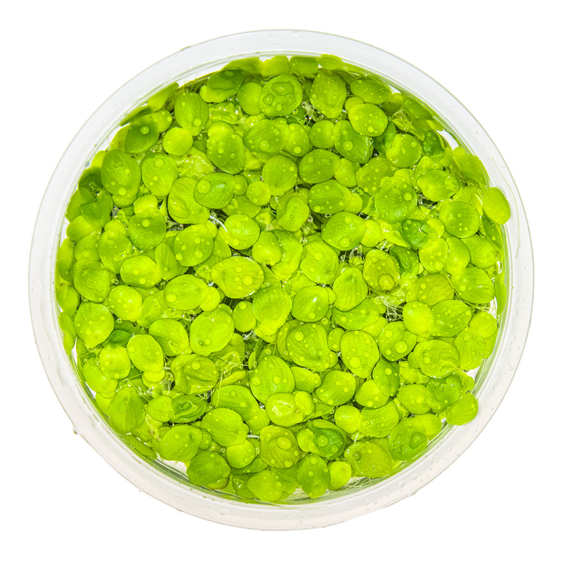 Tropica Spirodela polyrrhiza 1-2 Grow!