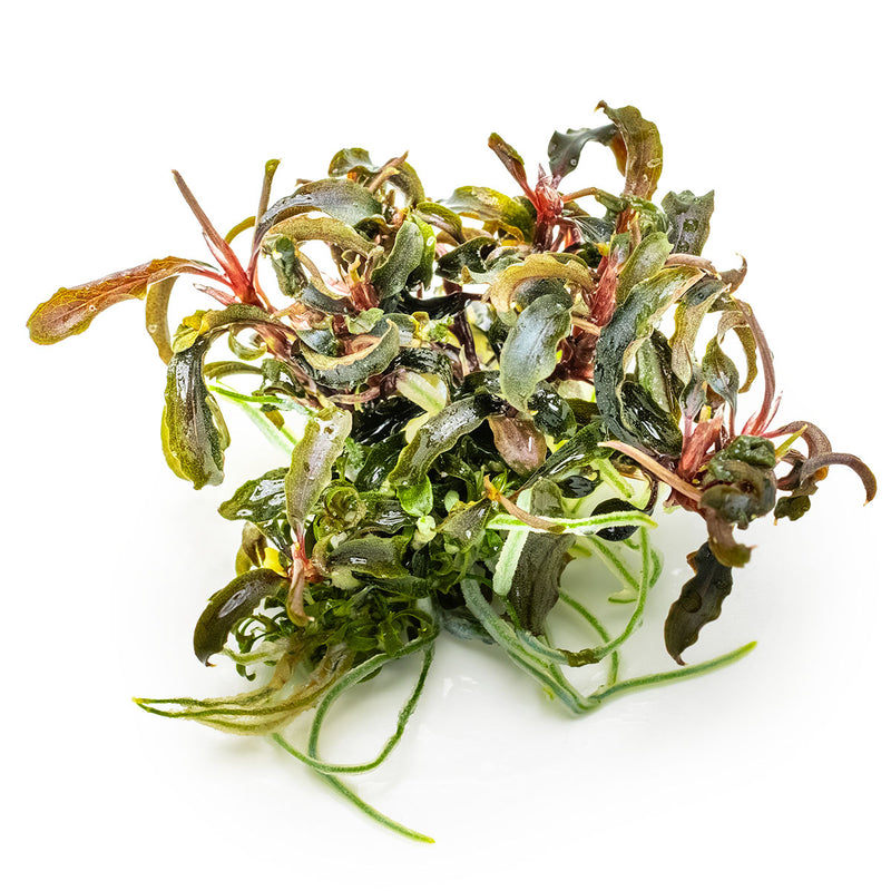 Tropica Bucephalandra diabolica' Kedagang' 1-2 Grow!