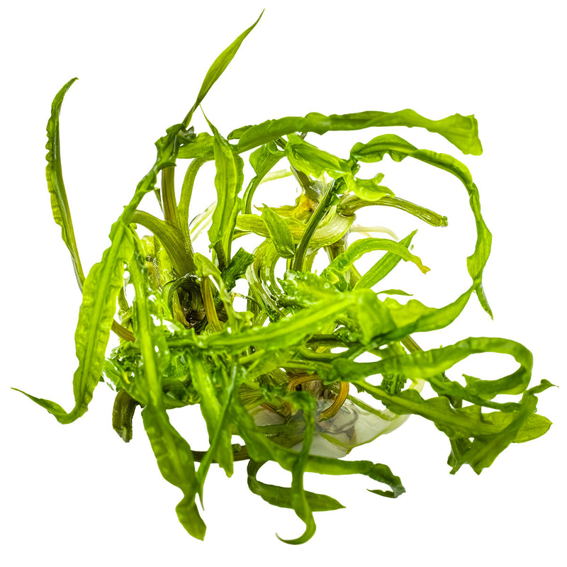 Tropica Cryptocoryne crispatula 1-2-Grow!