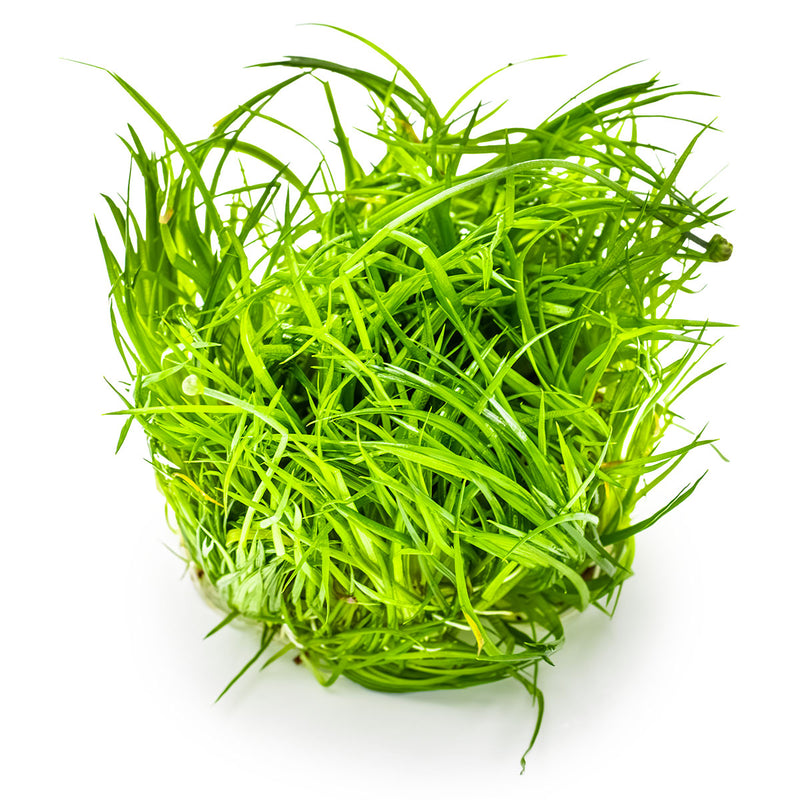 Tropica Eriocaulon cinereum 1-2-Grow!