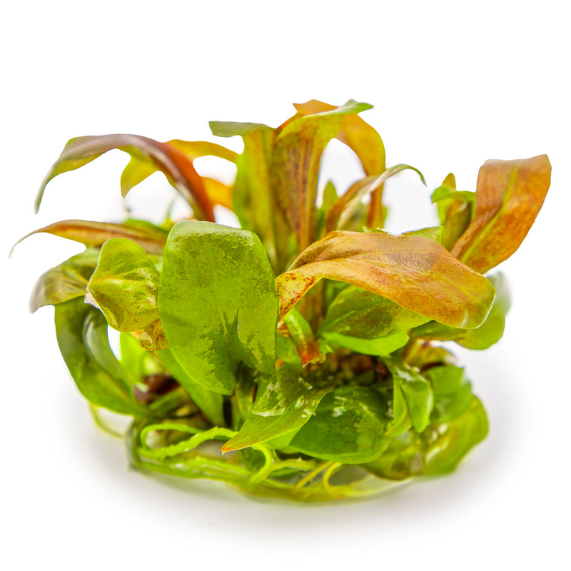 Tropica Lysimachia parvifolia ‘Red’ 1-2-Frow!