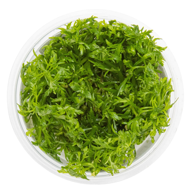 Tropica Limnophila aquatica 1-2-Grow!