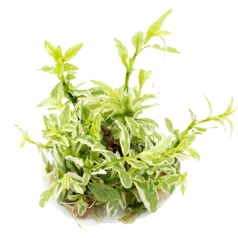 Tropica Hygrophila polysperma 'White' 1-2-Grow!