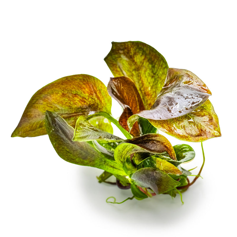 Tropica Echinodorus 'Reni' 1-2-Grow!