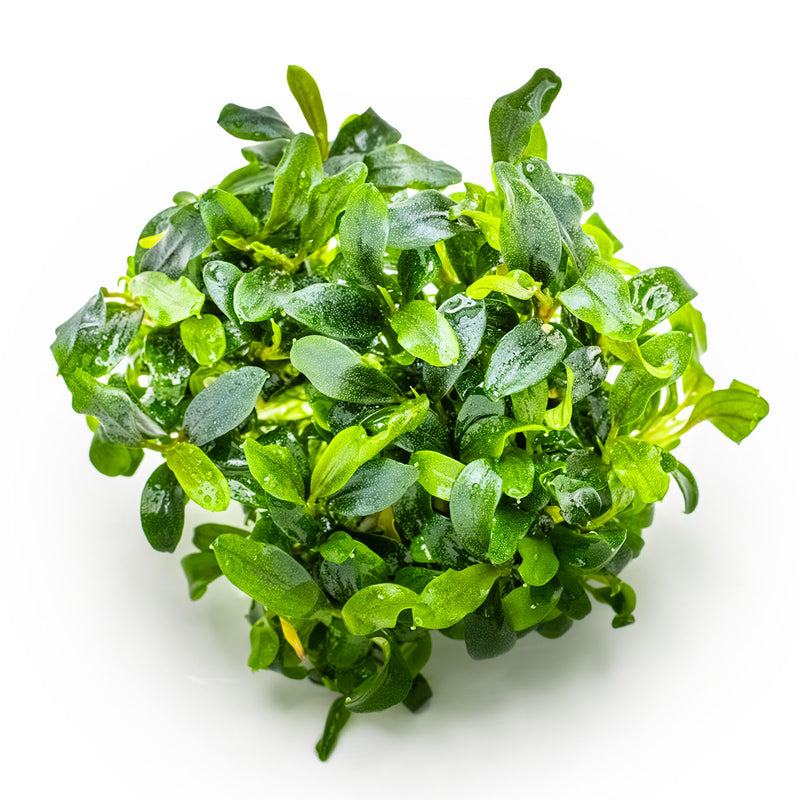 Tropica Bucephalandra sp. 'Needle Leaf' 1-2 Grow!