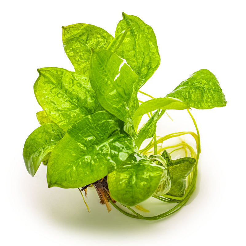 Tropica Echinodorus grisebachii 'Tropica' 1-2-Grow!