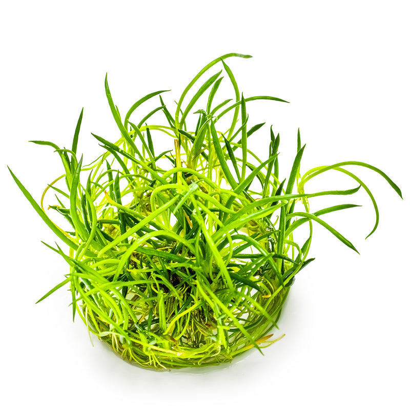Tropica Littorella uniflora 1-2-Grow!